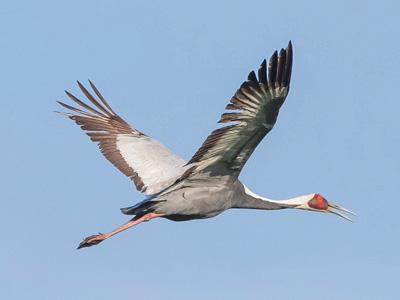 crane400x300